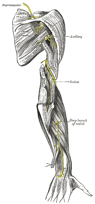 Nerves of the arm: radial, ulnar, and median