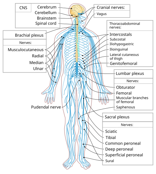 Full-body diagram of the human peripheral nervous system