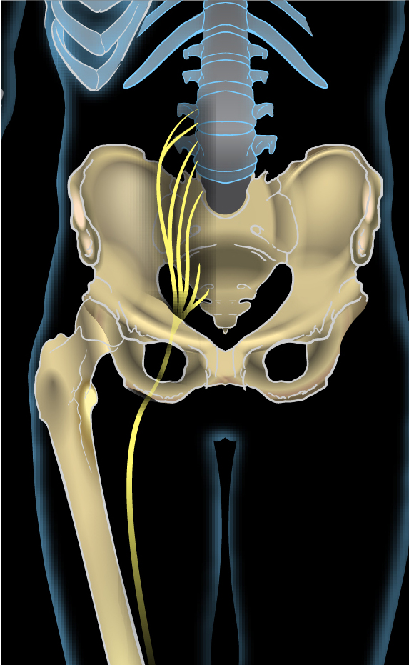 Nerves of the leg: the sciatic nerve and its branches